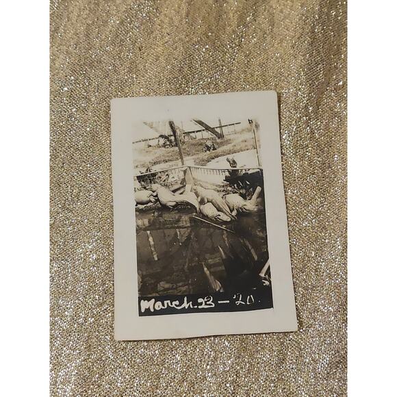 Vintage Photo 1920s Florida Alligators Gators Park Zoo Basking Sunning - Picture 1 of 8